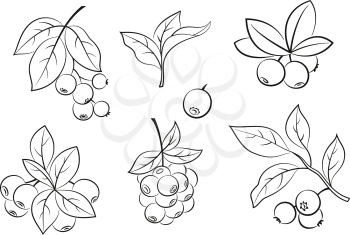 Set of Blueberries Branches, Berries and Leaves, Black Pictograms Isolated on White. Vector
