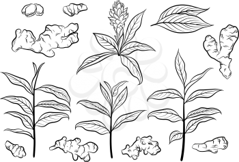 Set of Ginger Roots and Leaves, Black Pictograms Isolated on White. Vector