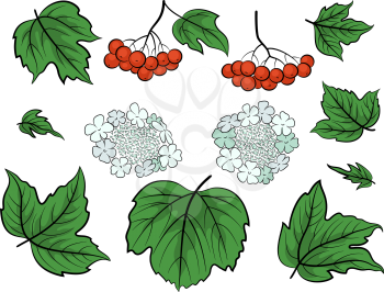 Set of Viburnum, Green Leaves, Red Berries and White Flowers, Isolated on White. Vector