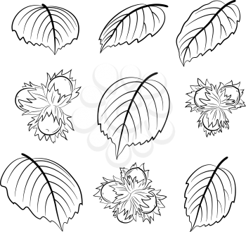 Set of Plant Pictograms, Filbert, Hazelnut and Leaves Black on White Contours. Vector