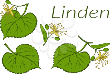 Set of Plants, Linden Tree Green Leaves and Yellow Flowers, Isolated on White. Vector