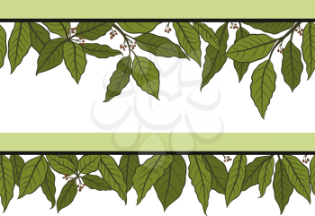 Seamless Floral Pattern with Green Laurel Bay Leaf Isolated on White Background. Vector