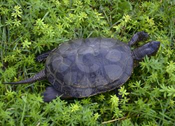 A river tortoise that runs along the grass