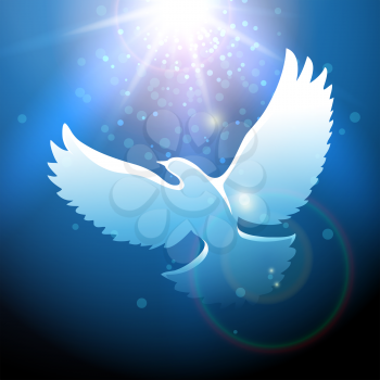 White dove flying in a blue sky