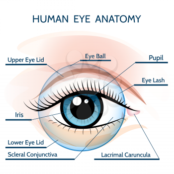 Human eye anatomy illustration. Only free font used.