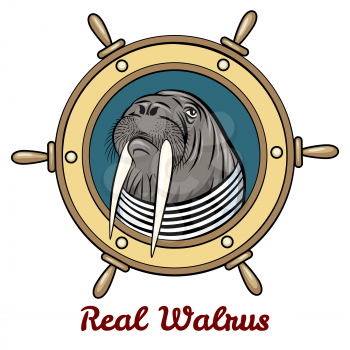 Walrus in seaman shirt against steering wheel drawn in cartoon style. Isolated on white background.