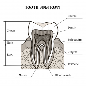 Illustration of tooth anatomy drawn in retro style. Isolated on white background