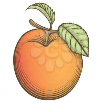 Illustration of apricot drawn in engraving retro style