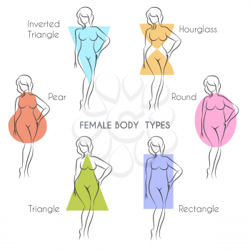 Female body types anatomy. Main woman figure shape, free font used.