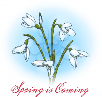 First spring flowers snowdrops with lettering Spring is Coming. Free font used.