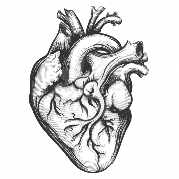 Human heart drawn in engraving style isolated on a white background