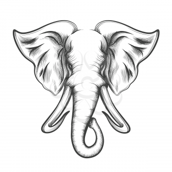 Elephant Head drawn in retro Engraving style isolated on white background. Vector illustration. 
