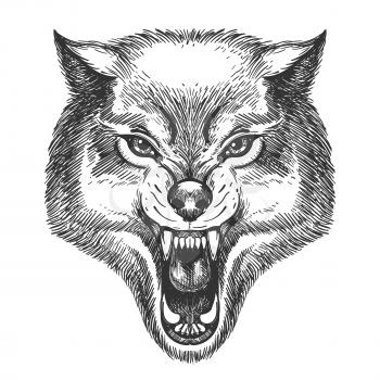 Hand Drawn Wolf Head in sketch style. Wolf with open mouth vector illustration isolated on white.