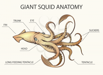 Squid Anatomy Colorful Illustration. Squid body parts drawn in retro style. Vector Illustration