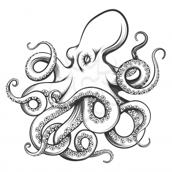Octopus drawn in engraving style. Isolated on white background. Vector Illustration.
