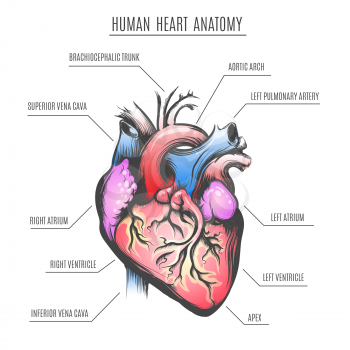 Human Heart Anatomy poster. Vector illustration. 