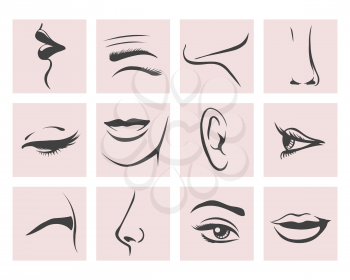 Parts of Female head. Lips, eye, ear, eyebrow, nose, chin and eyelashes. Vector illustration.