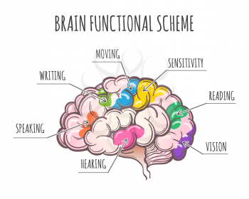 Functional Areas of the Human Brain. Areas assignment in Lateral view of cerebrum. Vector illustration