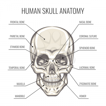 Structure of the Human Skull. Frontal detailed aspect of the skull. Vector illustration.