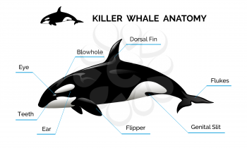 Illustration of killer whale anatomy. Isolated on white background. Only free fonts used.