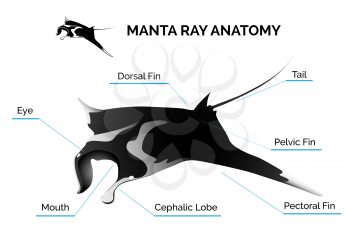 Illustration of Manta Ray anatomy. Isolated on white background. Only free font used.