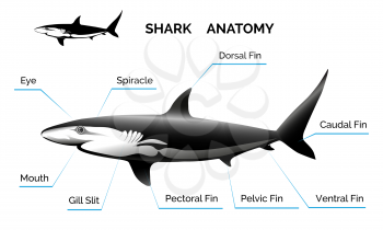 Illustration of shark anatomy. Isolated on white background. Only free fonts used.