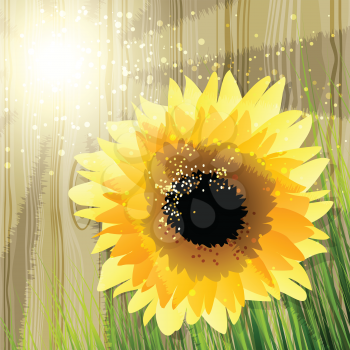 Illustration with sunflower and grass against wooden fence  in summer afternoon drawn in cartoon style