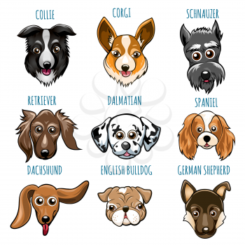 Set of Various Dog Head. Spaniel, bulldog, retriever, dalmatian and other breed. Vector illustartion isolated on white.
