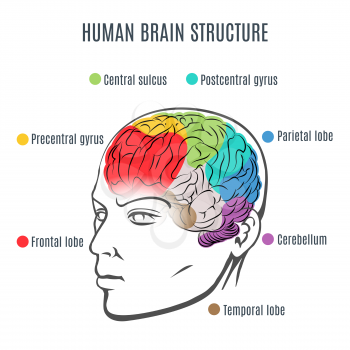 Structure of the human brain. Human head with brain inside. Human brain main parts. Vector illustration.