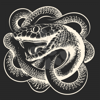 Coiled Snake with open mouth on black background. Vector illustration.