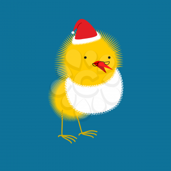 Chicken Santa Claus. Small bird with beard and mustache. Christmas  little chicken.
