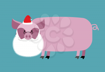 Santa Claus Pig. Farm animal with beard and moustache. Christmas Cap. Funny pork for new year.
