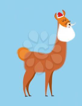 Alpaca Lama Santa Claus. Wild animal with beard and moustache. Christmas beast.
