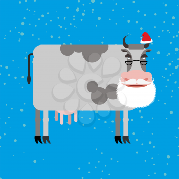 Cow Santa Claus. Farm animal with beard and moustache. Christmas Cap. Funny cattle for new year.
