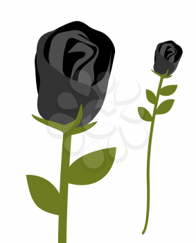 Black rose. Dark scary flower. Rose petals with black symbol of sadness. Bud Black rare roses. Unusual plant
