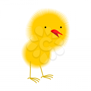 Fluffy yellow chick chicken. Little Chick on a white background. Vector illustration
