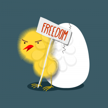 Little furry yellow wicked chick holds a plate of Freedom. Bird protests. Cracked egg. Vector illustration
