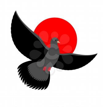 Black Dove symbol of sadness and mourning. Flying black Bird on red sunset. Wingspan is pigeon


