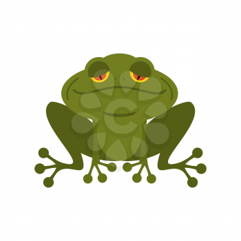 Frog. Green melancholy Toad. Cute freshwater with sad eyes. Marsh animal.
