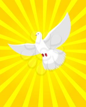 White Dove in sunny radiance. Divine light and white bird. White flying Dove is symbol of human soul
