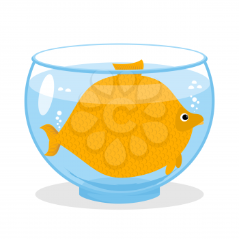 Fat fish in aquarium. Fat marine animal. Big goldfish.
