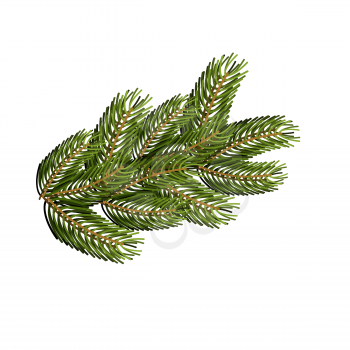 Spruce branch on white background. Christmas tree branch to design for Christmas and new year. Traditional wood for winter holiday.
