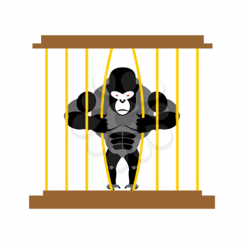 Gorilla in cage in Zoo. Strong Scary wild animal in captivity. Big Monkey sits behind bars. Animal wants to get out of  cage.