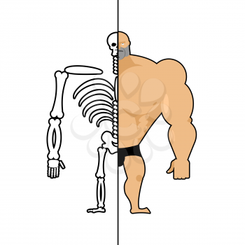 human structure. Skeleton men. Anatomy bodybuilder. construction of athlete. Bones and skull. Athlete internal organs. Human bone system