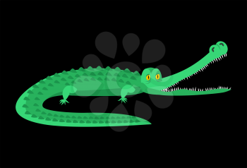 Crocodile isolated. Good caiman. Wild animal. Green reptile with big teeth. Alligator isolated. Large water reptiles. Huge African predator. tropical beast