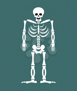 Skeleton on white background. Skull and Bones. Dead isolated
