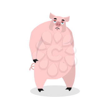 Sad pig. Big fat boar melancholy.  sorrowful hog. Animal lowered his head. Farm beast in depression

