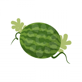 Watermelon growing isolated. Fruit with leaves
