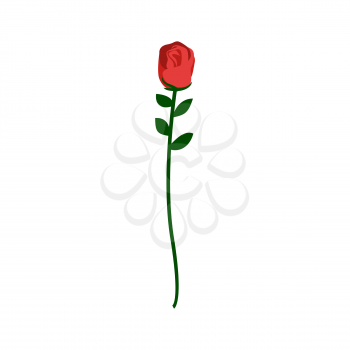 Red rose isolated. Beautiful flower on white background
