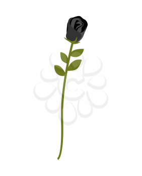 Black Rose isolated. Rare dark flower on white background
